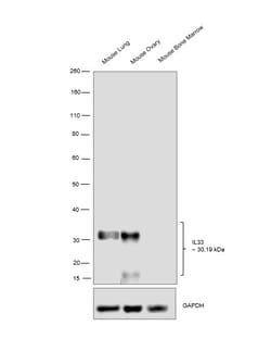 Invitrogen IL-33 Recombinant Rabbit Monoclonal Antibody (13H20L1) 100 &mu;g | Buy Online | Invitrogen&trade; | Fisher Scientific