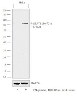 Invitrogen Phospho-STAT1 (Tyr701) Recombinant Rabbit Monoclonal Antibody