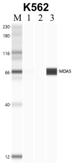 Invitrogen MDA5 Recombinant Rabbit Monoclonal Antibody (33H12L34) 100 &mu;g;