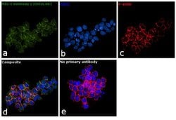 RIG-I Recombinant Rabbit Monoclonal Antibody (35H2L48):Antibodies, Recombinant