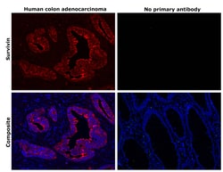 Invitrogen Survivin Recombinant Rabbit Monoclonal Antibody (9H18L32) 100