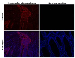 Invitrogen Survivin Recombinant Rabbit Monoclonal Antibody (9H18L32) 100