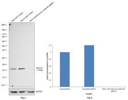 Invitrogen Survivin Recombinant Rabbit Monoclonal Antibody (9H18L32) 100