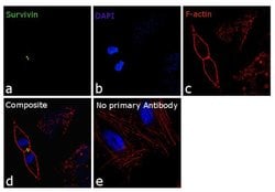 Invitrogen Survivin Recombinant Rabbit Monoclonal Antibody (9H18L32) 100