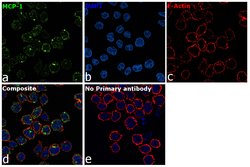 MCP-1 Recombinant Rabbit Monoclonal Antibody (29H86L56):Antibodies, Recombinant