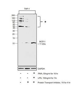MCP-1 Recombinant Rabbit Monoclonal Antibody (29H86L56):Antibodies, Recombinant
