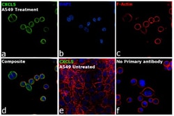 Invitrogen CXCL5 Recombinant Rabbit Monoclonal Antibody (9H45L5) 100 &mu;g;