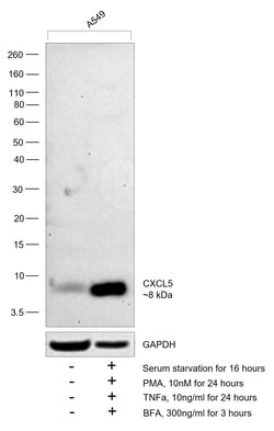 Invitrogen CXCL5 Recombinant Rabbit Monoclonal Antibody (9H45L5) 100 &mu;g;