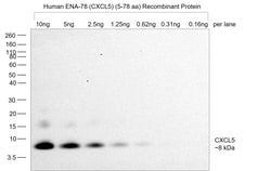 Invitrogen CXCL5 Recombinant Rabbit Monoclonal Antibody (9H45L5) 100 &mu;g;
