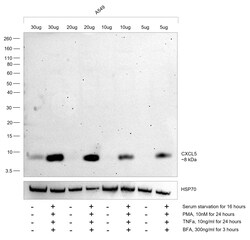 Invitrogen CXCL5 Recombinant Rabbit Monoclonal Antibody (9H45L5) 100 &mu;g;