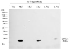 Invitrogen CXCL5 Recombinant Rabbit Monoclonal Antibody (9H45L5) 100 &mu;g;