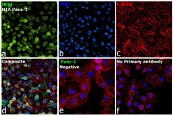 Invitrogen IRS1 Recombinant Rabbit Monoclonal Antibody (21H10L24) 100 &mu;g;
