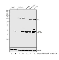 Invitrogen LC3B Recombinant Rabbit Monoclonal Antibody (2H30L32) 100 &mu;g;