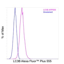 Invitrogen LC3B Recombinant Rabbit Monoclonal Antibody (2H30L32), Alexa Fluor Plus 555 50 &mu;L | Buy Online | Invitrogen&trade; | Fisher Scientific