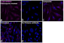 Invitrogen&trade;&nbsp;LC3B Recombinant Rabbit Monoclonal Antibody (2H30L32), Alexa Fluor&trade; Plus 647