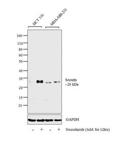 Invitrogen Securin Recombinant Rabbit Monoclonal Antibody (19H16L48) 100