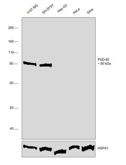 Invitrogen PSD-95 Recombinant Rabbit Monoclonal Antibody (23H23L19) 100