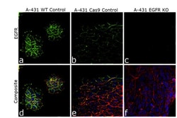 Invitrogen EGFR Recombinant Rabbit Monoclonal Antibody (30H45L42) 100 &mu;g;
