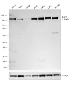Invitrogen EGFR Recombinant Rabbit Monoclonal Antibody (30H45L42) 100 &mu;g;