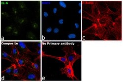 Invitrogen IL-6 Recombinant Rabbit Monoclonal Antibody (4H16L21) 100 &mu;g;