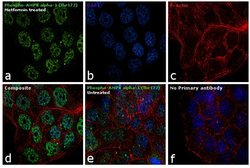 Phospho-AMPK alpha-1,2 (Thr183, Thr172) Recombinant Rabbit Monoclonal Antibody