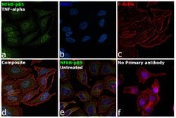Invitrogen NFkB p65 Recombinant Rabbit Monoclonal Antibody (4-2H22L23)