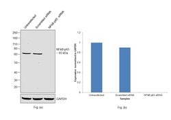 Invitrogen NFkB p65 Recombinant Rabbit Monoclonal Antibody (4-2H22L23)