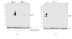 Invitrogen Adiponectin Recombinant Rabbit Monoclonal Antibody (11H4L4)