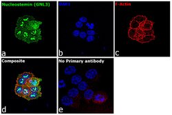 Invitrogen Nucleostemin Recombinant Rabbit Monoclonal Antibody (3H20L2)