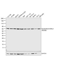 Invitrogen Nucleostemin Recombinant Rabbit Monoclonal Antibody (3H20L2)