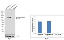 Invitrogen Nucleostemin Recombinant Rabbit Monoclonal Antibody (3H20L2)