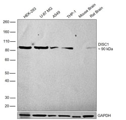 Invitrogen DISC1 Recombinant Rabbit Monoclonal Antibody (4H21L1) 100 &mu;g;