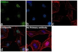 Invitrogen PIWIL1 Recombinant Rabbit Monoclonal Antibody (10H15L2) 100