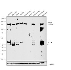 Invitrogen PIWIL1 Recombinant Rabbit Monoclonal Antibody (10H15L2) 100