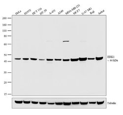 Invitrogen ERK1 Recombinant Rabbit Monoclonal Antibody (3H4L13) 100 μg;