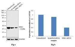 Invitrogen ERK1 Recombinant Rabbit Monoclonal Antibody (3H4L13) 100 μg;