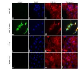 Invitrogen ApoA2 Recombinant Rabbit Monoclonal Antibody (43H22L4) 100 &mu;g;