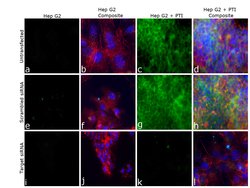 Invitrogen ApoA2 Recombinant Rabbit Monoclonal Antibody (43H22L4) 100 &mu;g;