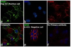Invitrogen™ APOE Recombinant Rabbit Monoclonal Antibody (16H22L18)