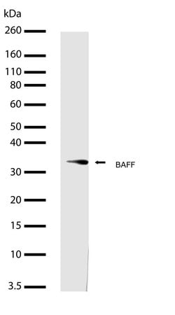Invitrogen BAFF Recombinant Rabbit Monoclonal Antibody (9H23L24) 100 &mu;g;