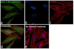 Invitrogen™ beta-2 Microglobulin Recombinant Rabbit Monoclonal Antibody (4H5L6)