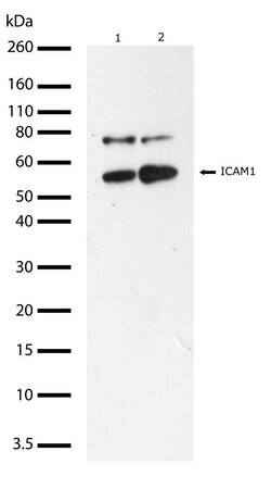 Invitrogen ICAM-1 Recombinant Rabbit Monoclonal Antibody (9H21L19) 100