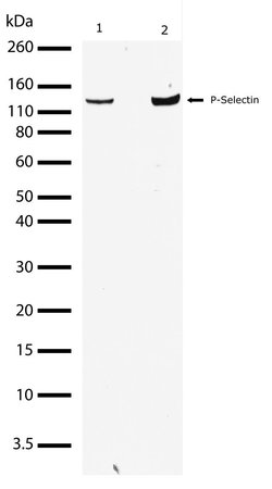 Invitrogen P-Selectin Recombinant Rabbit Monoclonal Antibody (3H20L10)