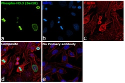 Invitrogen Phospho-Histone H3 (Ser10) Recombinant Rabbit Monoclonal Antibody