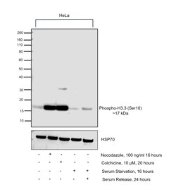 Invitrogen Phospho-Histone H3 (Ser10) Recombinant Rabbit Monoclonal Antibody