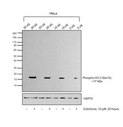 Invitrogen Phospho-Histone H3 (Ser10) Recombinant Rabbit Monoclonal Antibody