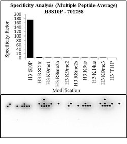 Invitrogen Phospho-Histone H3 (Ser10) Recombinant Rabbit Monoclonal Antibody