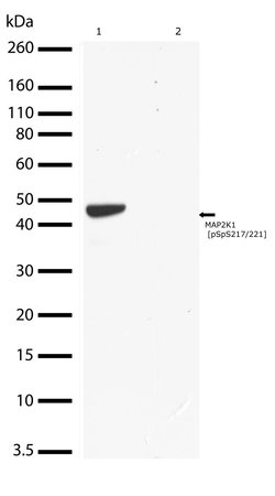 Invitrogen Phospho-MEK1 (Ser217, Ser221) Recombinant Rabbit Monoclonal