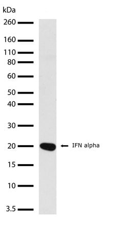 Invitrogen IFN alpha Recombinant Rabbit Monoclonal Antibody (9H1L1) 100 &mu;g | Buy Online | Invitrogen&trade; | Fisher Scientific
