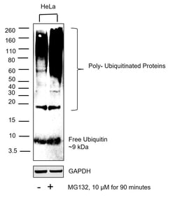 Invitrogen Ubiquitin Recombinant Rabbit Monoclonal Antibody (10H4L21) 100